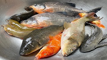 Kem Chanel cùng chú mèo hồng đi bắt con cá, cá chép, cá vàng, cá trê, cá rô đồng, cá chim, con rắn