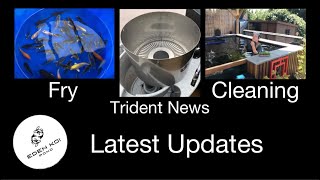 Latest updates, koi Fry, news on the Trident uplflow, Tempest upgrade and faffing.