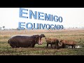 Animales que se Metieron con el Enemigo Equivocado