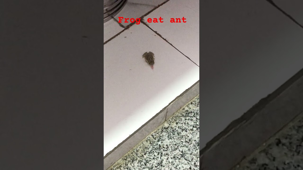 frog eat ant