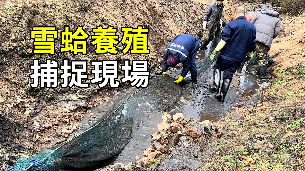 雪蛤的秘密，一斤上萬的輸卵管，養殖過程大開眼界