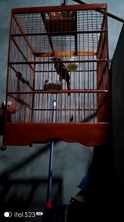srigunting krantil gacor untuk masteran enak ni