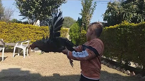 Aseel murga beautiful |Mianwali Nasal|Aseel Birds|...