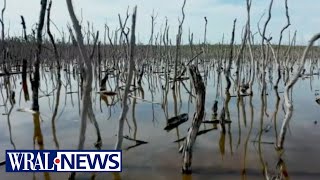 'Ghost forests' phenomenon changing ecosystems across east coast
