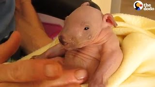 Tiniest Little Wombat Is All Grown Up Now