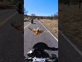 Bird Hits Bike рџ Bird Hits Bike рџ