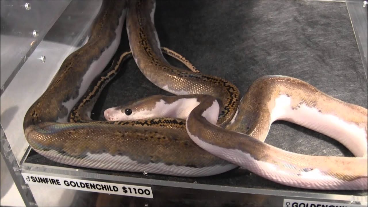 San Diego Reptile Super Show - July 2014 - YouTube