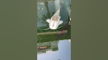 Cá Koi & Các Loại Cá Cảnh - Cá Phong Thuỷ 2