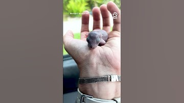 Why climb trees when you can climb into human arms ❤️ @RichardTheSquirrel