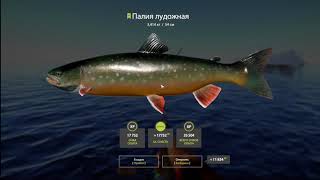 Обычная/Лудожная палия на вэки, Ладожский архипелаг, Русская рыбалка 4. Russian fishing 4