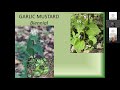 How to identify and control invasive plants in your woodland