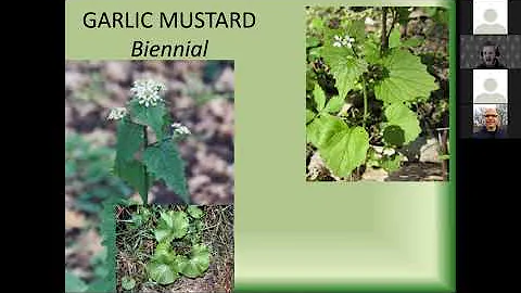 How to identify and control invasive plants in your woodland