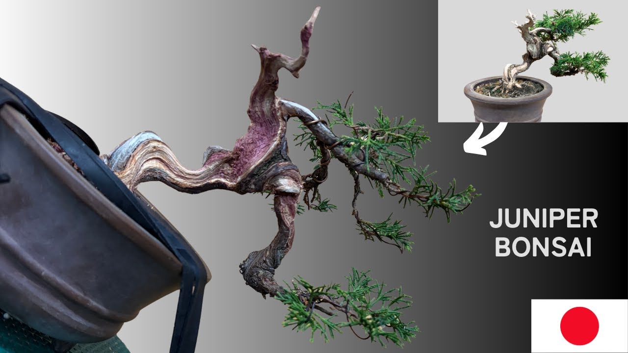 Shimpaku Bonsai | Pruning from a New Angle for the Finish