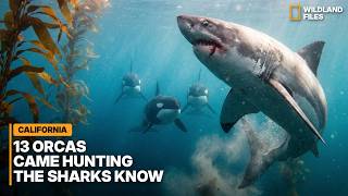 San Diego's Great Whites Just Got a Problem: 13 Orcas Came Hunting in 5 Days screenshot 5