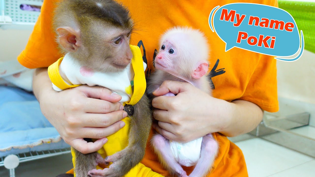 Monkey PUPU gets acquainted with baby monkey Poki, a beautiful relationship will be formed.