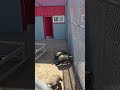 peacocks are close by living their lives looking nice toronto canada may 2026
