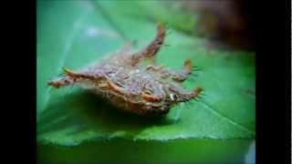 Hag Moth Caterpillar (Monkey Slug)