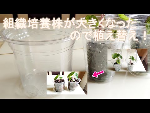 アロカシアピンクドラゴン植え替え 組織培養株がこんなに育ちました