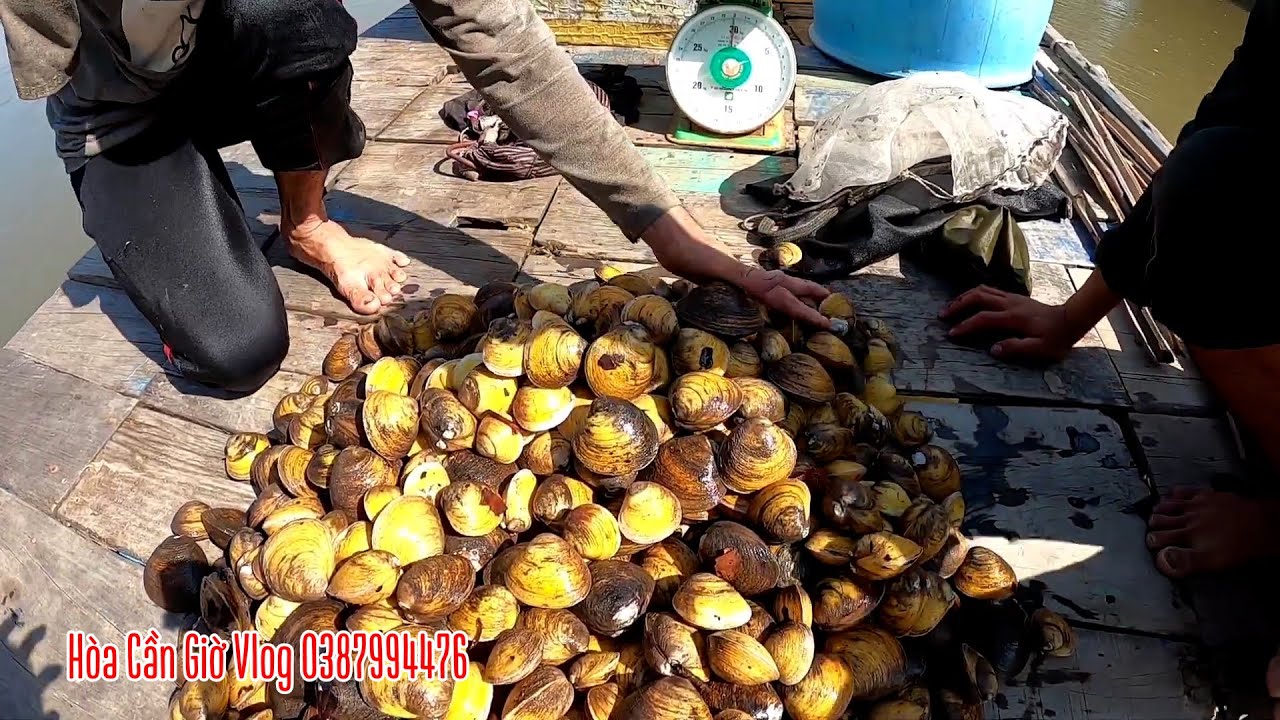 BỐN CẬU CHÁU XUYÊN RỪNG BẮT VỌP VÔ MÁNH BỘI THU | HÒA CẦN GIỜ VLOG ...