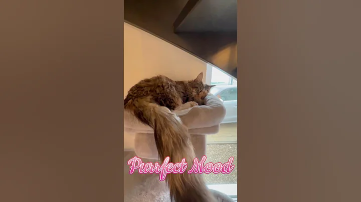 Video 11247391: mainecoon cutecat cat, mainecoon cat sleep, purring