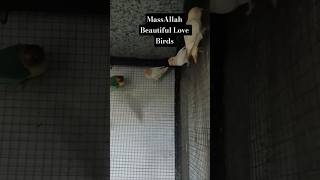 MassAllah Beautiful different colors Love Birds 🐦🦜 #viralvideo #beautiful #viral #views #fypシ゚viral