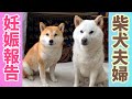 【妊娠報告】柴犬夫婦に赤ちゃんが出来ました！