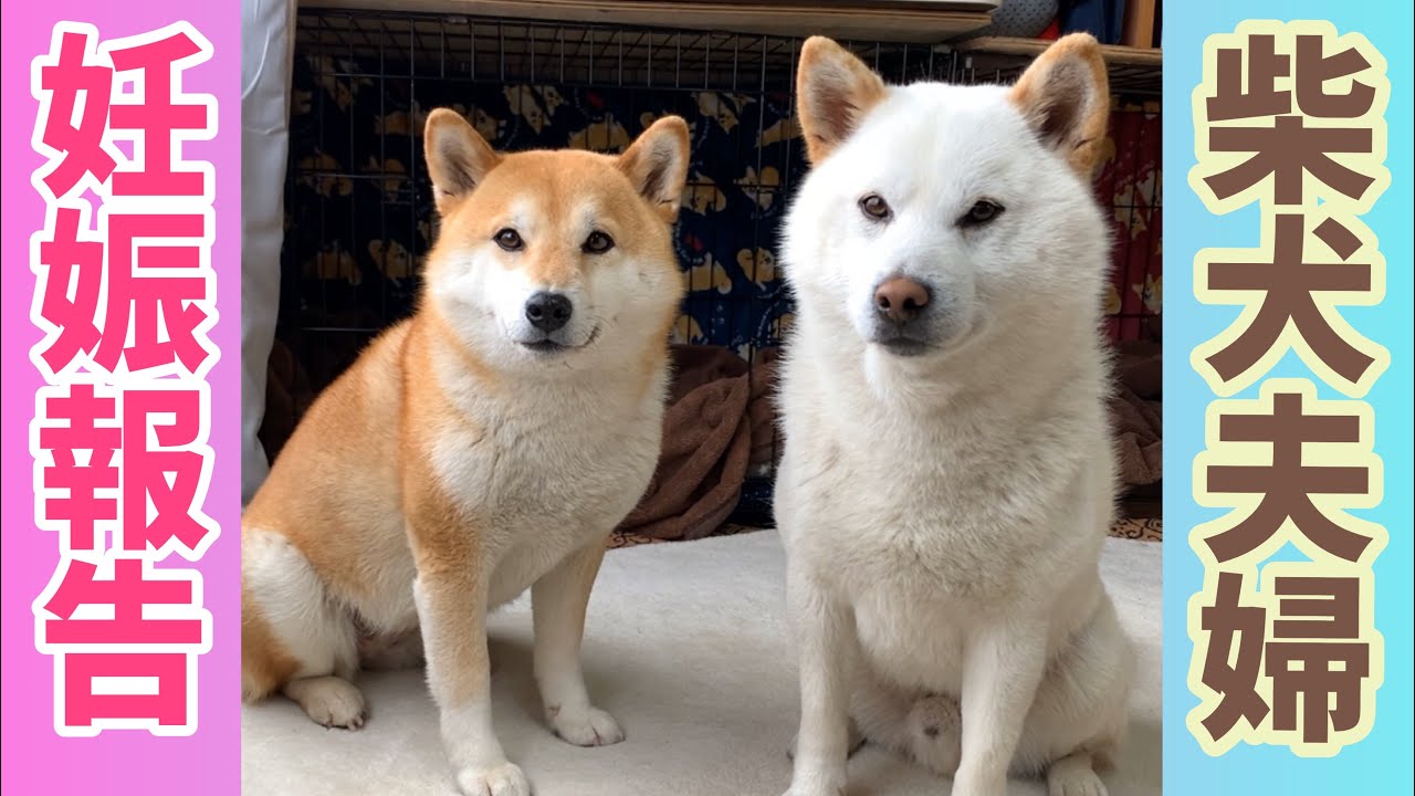 妊娠報告 柴犬夫婦に赤ちゃんが出来ました Youtube 妊娠報告 柴犬夫婦に赤ちゃんが出来ました Youtube