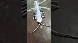 insects 3d modal paper modal craft. #insects #papercraft #centipede