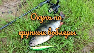 Окунь на Bearking Ito Shiner 115. Щука бастует.