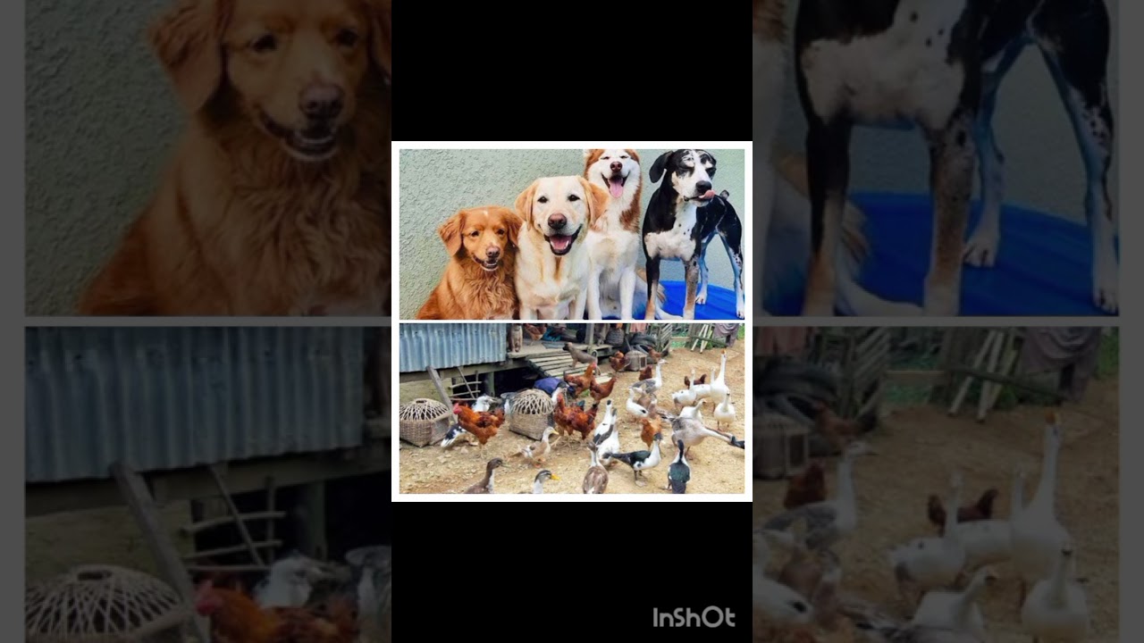 Ran vulh tu te tan a,mizo damdawi hman theih te.  