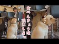 お勉強待ちするワンコたち|PECO