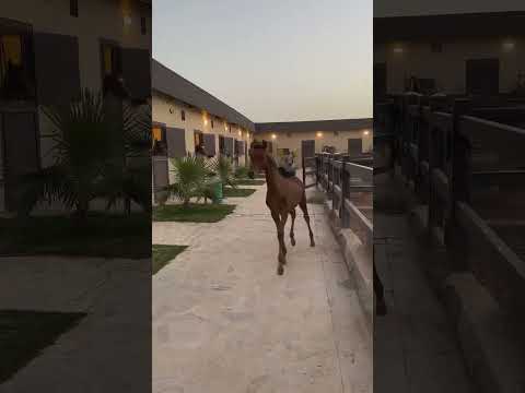 حصان عربي صغير