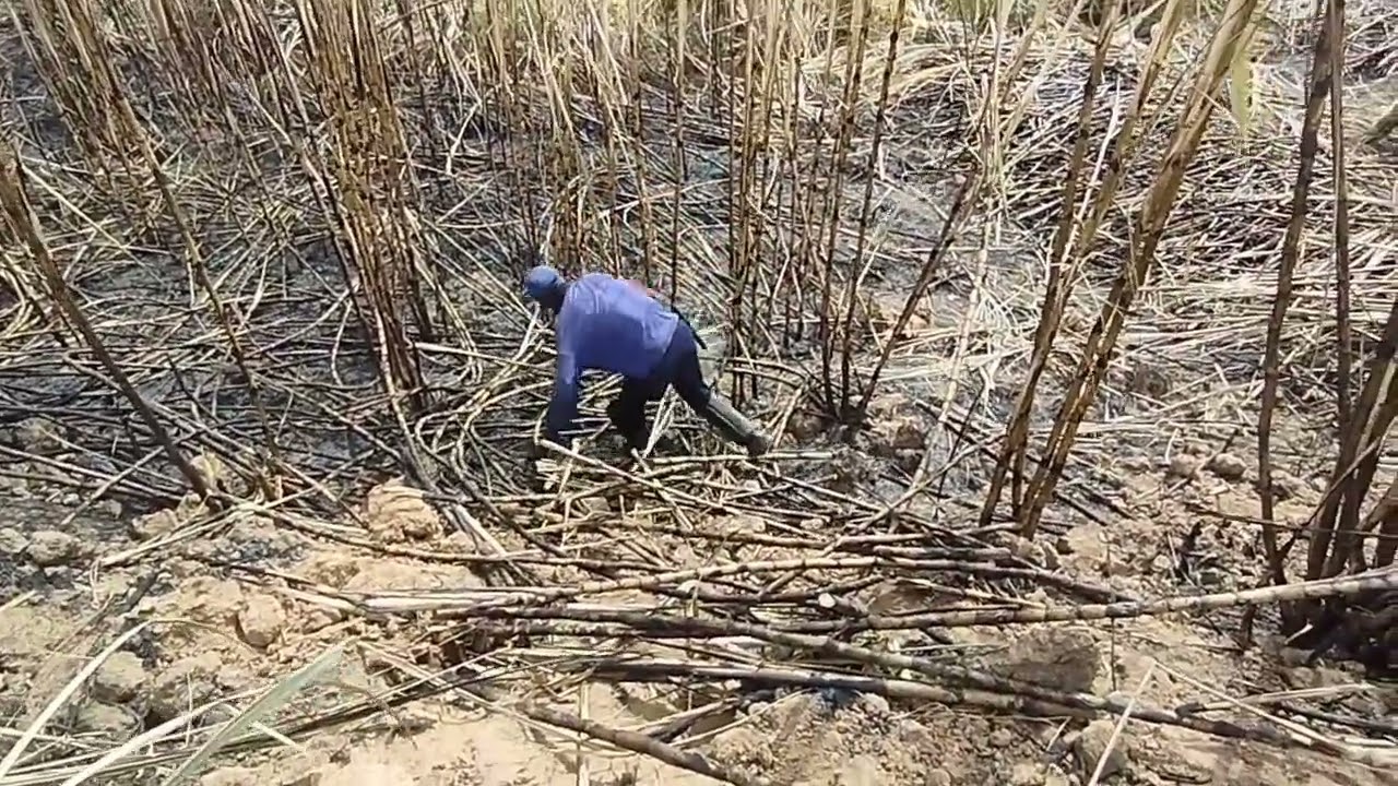 segue-me francês comentar