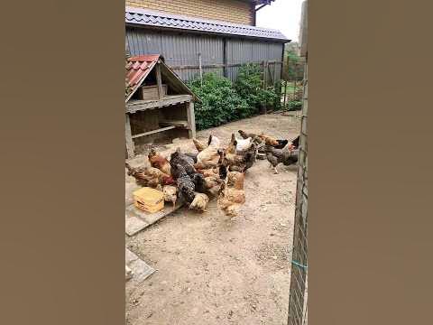 Куриный Побег!!! - YouTube