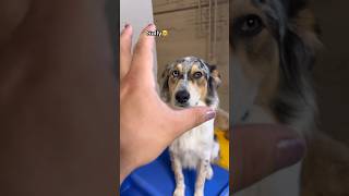 Let’s see how dogs react to the CLAW at dog daycare, pt.7! #dogdaycare #dogshorts #doglover #funny Profile