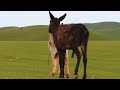 Lets take a look at the life of donkeys in beautiful nature