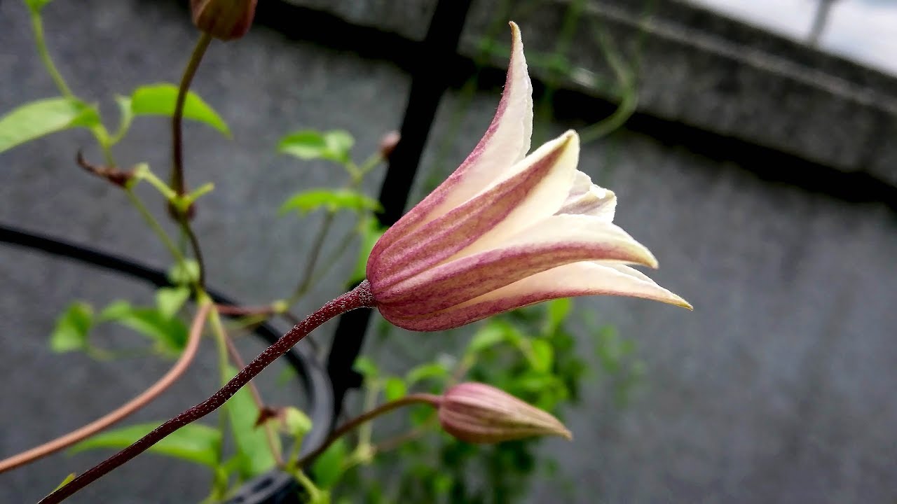 鐵線蓮．凱特王妃 Clematis 'Princess Kate'