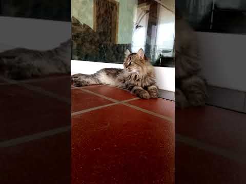 Cat of jeddah - YouTube