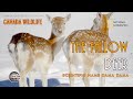 Fallow Deer - The Call of The Deer - Scientific name Dama dama - Video Footage and natural sounds