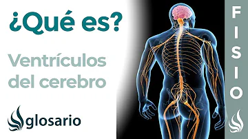 ¿Cuáles son los 4 ventriculos cerebrales?