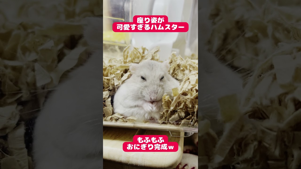 座り姿が可愛すぎるハムスターのこむたんです Shorts Youtube