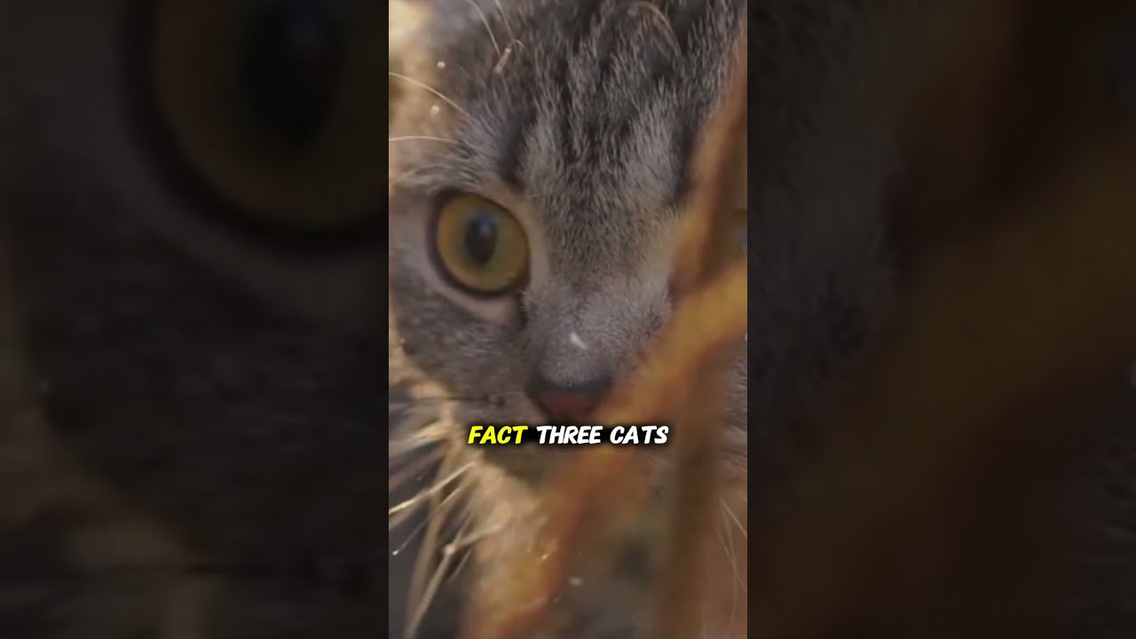 5 Unique Cat Facts You Probably Didn’t Know, Really? 