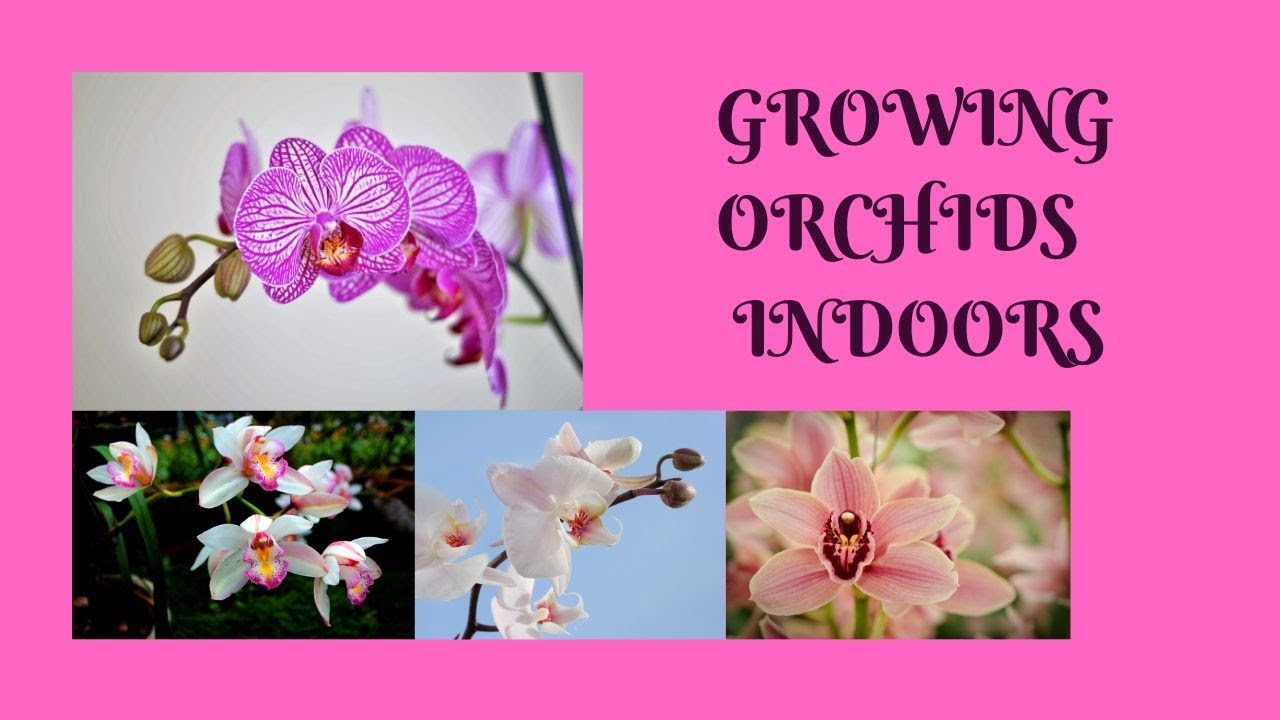 How To Grow Orchids Indoors 