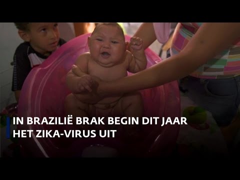 Zika-virus nog steeds ernstig gevaar