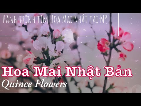 Video: Chần Từ Mộc Qua Nhật Bản - Chaenomelesa