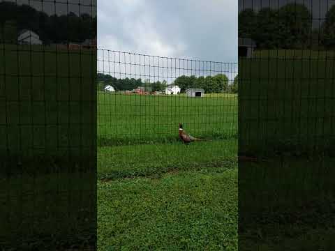 Beautiful Ring-necked Pheasant