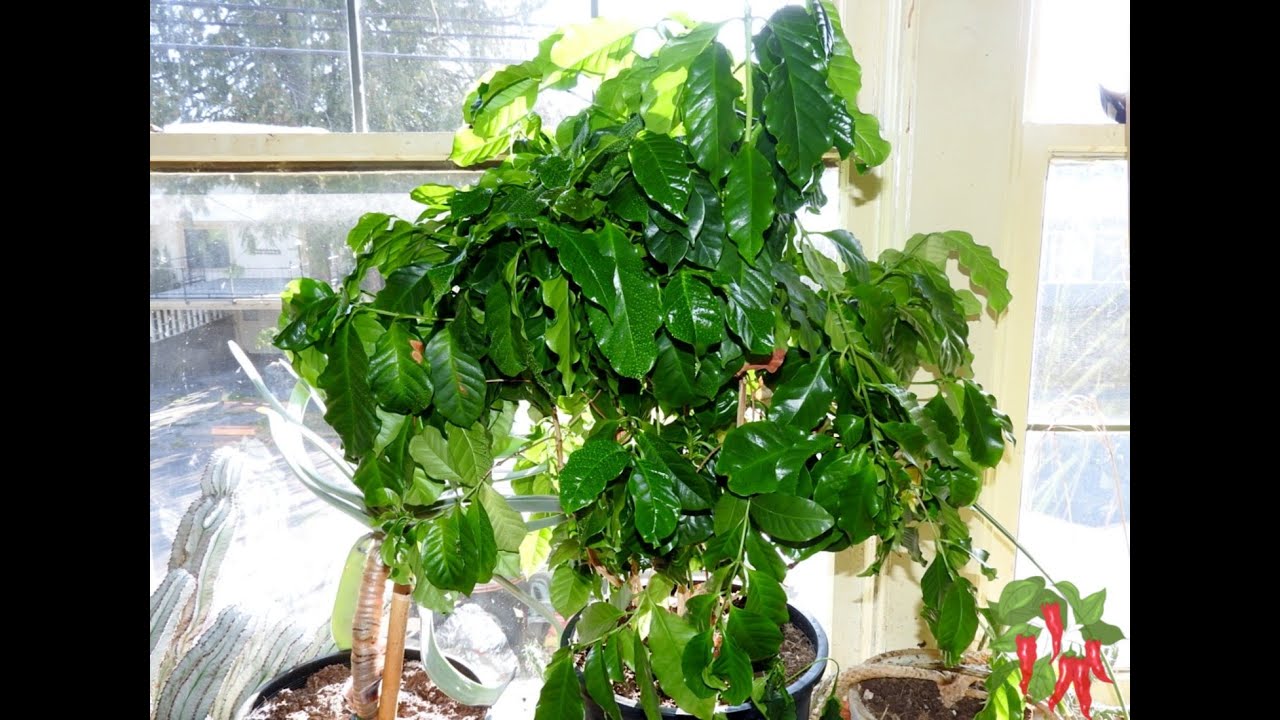 INDOOR COFFEE PLANT CARE YouTube