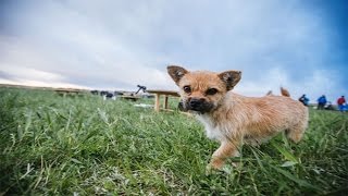 НЕВЕРОЯТНАЯ ИСТОРИЯ ДРУЖБЫ СОБАКИ С ЧЕЛОВЕКОМ