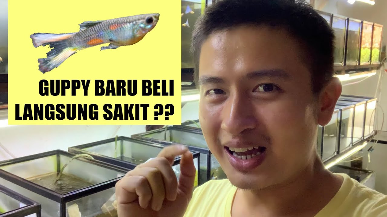 Guppy baru beli harus diapain dulu??