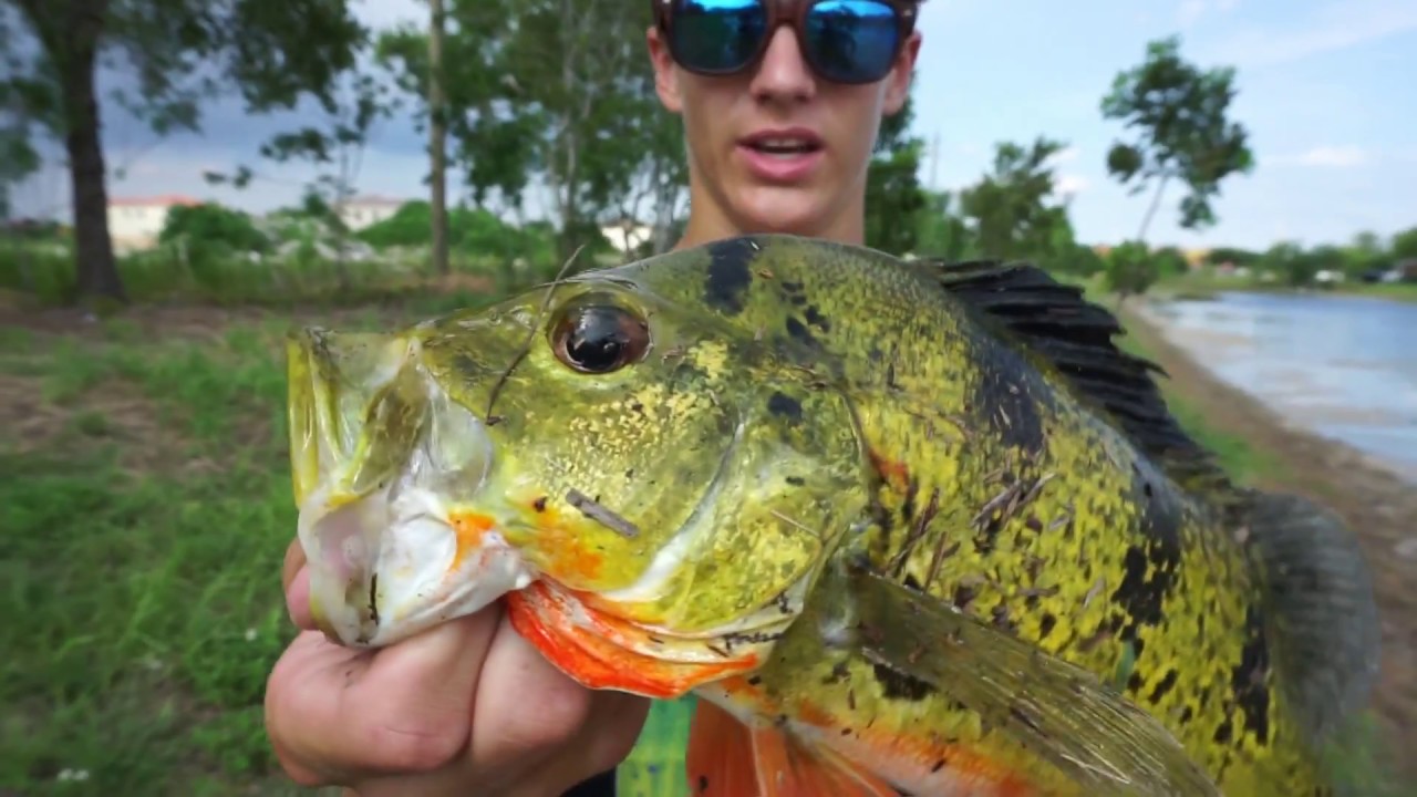 Peacock Bass Fishing Miami, FL YouTube